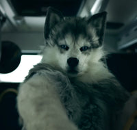 TWIMC ARTIFACTS 04  “Wolf Head”